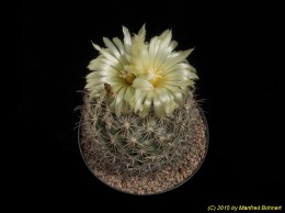 Coryphantha delicata (syn. palmeri) 1501